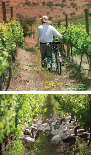 sustainable wine growing